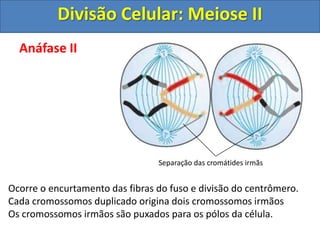 Anáfase II
Ocorre o encurtamento das fibras do fuso e divisão do centrômero.
Cada cromossomos duplicado origina dois cromossomos irmãos
Os cromossomos irmãos são puxados para os pólos da célula.
Separação das cromátides irmãs
Divisão Celular: Meiose II
 