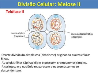 Telófase II
Ocorre divisão do citoplasma (citocinese) originando quatro células
filhas.
As células filhas são haplóides e possuem cromossomos simples.
A carioteca e o nucléolo reaparecem e os cromossomos se
descondensam.
Novos núcleos
(haplóides)
Divisão citoplasmática
(citocinese)
Divisão Celular: Meiose II
 