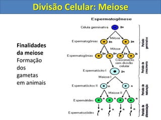 Finalidades
da meiose
Formação
dos
gametas
em animais
Divisão Celular: Meiose
 
