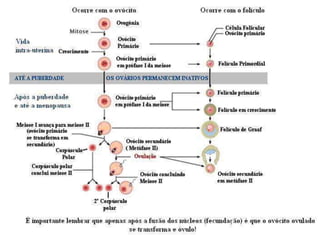 Mitose e meiose primeiro ano