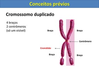 Cromossomo duplicado
Centrômero
Braço
Braço
Cromátide
Braço
Braço
4 braços
2 centrômeros
(só um visível)
Conceitos prévios
 