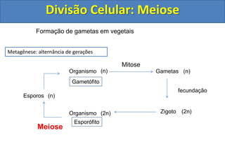 Formação de gametas em vegetais
Divisão Celular: Meiose
Metagênese: alternância de gerações
Esporos
Organismo
Organismo
Gametófito
Esporófito
(n)
Meiose
(n) (n)
fecundação
(2n)(2n)
Gametas
Zigoto
Mitose
 