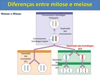 Cromossomos Homólogos
Célula (2n)
Duplicação
dos
cromossomos
Cromossomos
homólogos duplos
Separação dos homólogos
(R!)
Separação
das
Cromátides
(E!)
Meiose x Mitose
Separação
das
Cromátides
(E!)
Diferenças entre mitose e meiose
 