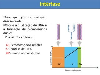 Fase que precede qualquer
divisão celular.
Ocorre a duplicação do DNA e
a formação de cromossomos
duplos.
• Possui três subfases:
QuantidadedeDNA
Fases do ciclo celular
G1 S G2
Intérfase
G1 : cromossomos simples
S : Síntese de DNA
G2: cromossomos duplos
 