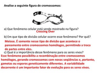 INTERFASE QUE PRECEDE A DIVISÃO
Analise a seguinte figura de cromossomos:
a) Que fenômeno celular está sendo mostrado na figura?
b) Em que tipo de divisão celular ocorre esse fenômeno? Por quê?
c) Qual é a importância desse fenômeno para os seres vivos?
Crossing Over
Meiose. É somente nesse tipo de divisão que acontece o
pareamento entre cromossomos homólogos, permitindo a troca
de partes entre eles.
Esse fenômeno possibilita a recombinação entre cromossomos
homólogos, gerando cromossomos com novas seqüências e, portanto,
gametas ou esporos geneticamente diferentes. A variabilidade
decorrente é um importante fator de evolução para os seres vivos.
 