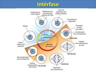 Intérfase
 