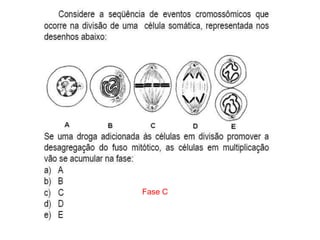 INTERFASE QUE PRECEDE A DIVISÃO
Fase C
 