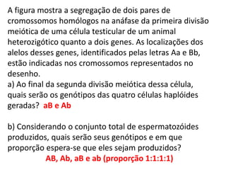 INTERFASE QUE PRECEDE A DIVISÃO
A figura mostra a segregação de dois pares de
cromossomos homólogos na anáfase da primeira divisão
meiótica de uma célula testicular de um animal
heterozigótico quanto a dois genes. As localizações dos
alelos desses genes, identificados pelas letras Aa e Bb,
estão indicadas nos cromossomos representados no
desenho.
a) Ao final da segunda divisão meiótica dessa célula,
quais serão os genótipos das quatro células haplóides
geradas? aB e Ab
b) Considerando o conjunto total de espermatozóides
produzidos, quais serão seus genótipos e em que
proporção espera-se que eles sejam produzidos?
AB, Ab, aB e ab (proporção 1:1:1:1)
 