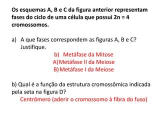 INTERFASE QUE PRECEDE A DIVISÃO
Os esquemas A, B e C da figura anterior representam
fases do ciclo de uma célula que possui 2n = 4
cromossomos.
a) A que fases correspondem as figuras A, B e C?
Justifique.
b) Metáfase da Mitose
A)Metáfase II da Meiose
B)Metáfase I da Meiose
b) Qual é a função da estrutura cromossômica indicada
pela seta na figura D?
Centrômero (aderir o cromossomo à fibra do fuso)
 