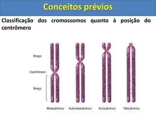 Classificação dos cromossomos quanto à posição do
centrômero
Braço
Braço
Centrômero
Metacêntrico Submetacêntrico Acrocêntrico Telocêntrico
Conceitos prévios
 