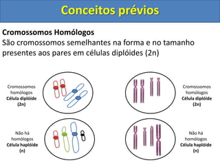 Cromossomos Homólogos
São cromossomos semelhantes na forma e no tamanho
presentes aos pares em células diplóides (2n)
Cromossomos
homólogos
Célula diplóide
(2n)
Cromossomos
homólogos
Célula diplóide
(2n)
Não há
homólogos
Célula haplóide
(n)
Não há
homólogos
Célula haplóide
(n)
Conceitos prévios
 