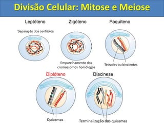 Leptóteno
Separação dos centríolos
Zigóteno
Emparelhamento dos
cromossomos homólogos
Tétrades ou bivalentes
Paquíteno
Quiasmas
Diplóteno
Terminalização dos quiasmas
Diacinese
Divisão Celular: Mitose e Meiose
 