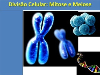 Divisão Celular: Mitose e Meiose
 
