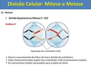 3) Meiose
 Divisão Equacional ou Meiose II – (E!)
Anáfase II
 Ocorre o encurtamento das fibras do fuso e divisão do centrômero.
 Cada cromossomos duplo origina duas cromátides irmãs (cromossomos simples).
 Os cromossomos simples são puxados para os pólos da célula.
Separação das cromátides irmãs
Divisão Celular: Mitose e Meiose
 