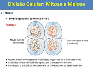 3) Meiose
 Divisão Equacional ou Meiose II – (E!)
Telófase II
 Ocorre divisão do citoplasma (citocinese) originando quatro células filhas.
 As células filhas são haplóides e possuem cromossomos simples.
 A carioteca e o nucléolo reaparecem e os cromossomos se descondensam.
Novos núcleos
(haplóides)
Divisão citoplasmática
(citocinese)
Divisão Celular: Mitose e Meiose
 