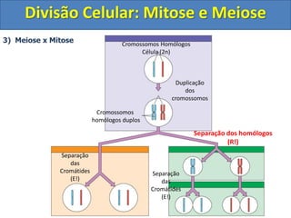 Cromossomos Homólogos
Célula (2n)
Duplicação
dos
cromossomos
Cromossomos
homólogos duplos
Separação dos homólogos
(R!)
Separação
das
Cromátides
(E!)
3) Meiose x Mitose
Separação
das
Cromátides
(E!)
Divisão Celular: Mitose e Meiose
 