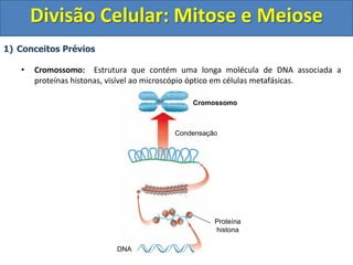 1) Conceitos Prévios
• Cromossomo: Estrutura que contém uma longa molécula de DNA associada a
proteínas histonas, visível ao microscópio óptico em células metafásicas.
Proteína
histona
Condensação
Cromossomo
DNA
Divisão Celular: Mitose e Meiose
 