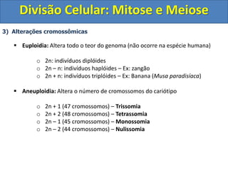 3) Alterações cromossômicas
 Euploidia: Altera todo o teor do genoma (não ocorre na espécie humana)
o 2n: indivíduos diplóides
o 2n – n: indivíduos haplóides – Ex: zangão
o 2n + n: indivíduos triplóides – Ex: Banana (Musa paradisíaca)
 Aneuploidia: Altera o número de cromossomos do cariótipo
o 2n + 1 (47 cromossomos) – Trissomia
o 2n + 2 (48 cromossomos) – Tetrassomia
o 2n – 1 (45 cromossomos) – Monossomia
o 2n – 2 (44 cromossomos) – Nulissomia
Divisão Celular: Mitose e Meiose
 