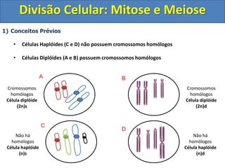 1) Conceitos Prévios
• Células Haplóides (C e D) não possuem cromossomos homólogos
• Células Diplóides (A e B) possuem cromossomos homólogos
Cromossomos
homólogos
Célula diplóide
(2n)s
Cromossomos
homólogos
Célula diplóide
(2n)d
Não há
homólogos
Célula haplóide
(n)d
Não há
homólogos
Célula haplóide
(n)s
A B
C
D
Divisão Celular: Mitose e Meiose
 