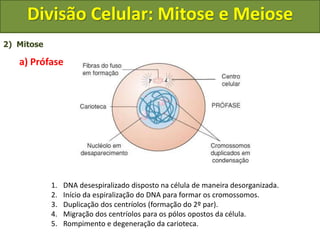 2) Mitose
a) Prófase
1. DNA desespiralizado disposto na célula de maneira desorganizada.
2. Início da espiralização do DNA para formar os cromossomos.
3. Duplicação dos centríolos (formação do 2º par).
4. Migração dos centríolos para os pólos opostos da célula.
5. Rompimento e degeneração da carioteca.
Divisão Celular: Mitose e Meiose
 