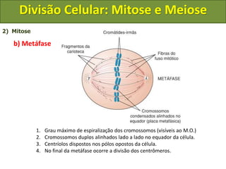 2) Mitose
b) Metáfase
1. Grau máximo de espiralização dos cromossomos (visíveis ao M.O.)
2. Cromossomos duplos alinhados lado a lado no equador da célula.
3. Centríolos dispostos nos pólos opostos da célula.
4. No final da metáfase ocorre a divisão dos centrômeros.
Divisão Celular: Mitose e Meiose
 