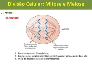 2) Mitose
c) Anáfase
1. Encurtamento das fibras do fuso.
2. Cromossomos simples (cromátides irmãs) puxadas para os pólos da célula.
3. Início da desespiralização dos cromossomos.
Divisão Celular: Mitose e Meiose
 