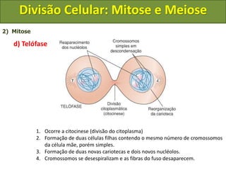 2) Mitose
d) Telófase
1. Ocorre a citocinese (divisão do citoplasma)
2. Formação de duas células filhas contendo o mesmo número de cromossomos
da célula mãe, porém simples.
3. Formação de duas novas cariotecas e dois novos nucléolos.
4. Cromossomos se desespiralizam e as fibras do fuso desaparecem.
Divisão Celular: Mitose e Meiose
 