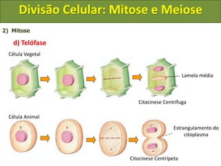 2) Mitose
d) Telófase
Célula Animal
Célula Vegetal
Citocinese Centrífuga
Citocinese Centrípeta
Lamela média
Estrangulamento do
citoplasma
Divisão Celular: Mitose e Meiose
 