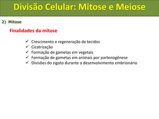 2) Mitose
Finalidades da mitose
 Crescimento e regeneração de tecidos
 Cicatrização
 Formação de gametas em vegetais
 Formação de gametas em animais por partenogênese
 Divisões do zigoto durante o desenvolvimento embrionário
Divisão Celular: Mitose e Meiose
 