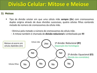 3) Meiose
 Tipo de divisão celular em que uma célula mãe sempre (2n) com cromossomos
duplos origina através de duas divisões sucessivas, quatro células filhas contendo
metade do número de cromossomos da célula mãe.
Diminui pela metade o número de cromossomos da célula mãe.
A mitose também é chamada de divisão reducional e simbolizada por R!
2Nd
Célula mãe
Células filhas Ns Ns
Nd
Ns Ns
Nd
Meiose só ocorre em
células diplóides (2n)
1ª divisão: Reducional (R!)
(Separação dos homólogos)
2ª divisão: Equacional (E!)
(Divisão das cromátides)
Divisão Celular: Mitose e Meiose
 