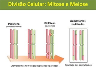 Cromossomos homólogos duplicados e pareados Resultado das permutações
Paquíteno
(tétrade/bivalente)
Diplóteno
(Quiasmas)
Cromossomos
modificados
Divisão Celular: Mitose e Meiose
 