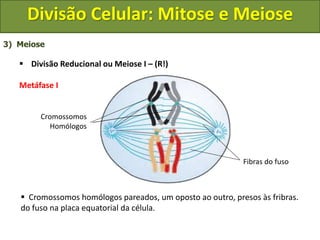3) Meiose
 Divisão Reducional ou Meiose I – (R!)
Metáfase I
Cromossomos
Homólogos
Fibras do fuso
 Cromossomos homólogos pareados, um oposto ao outro, presos às fribras.
do fuso na placa equatorial da célula.
Divisão Celular: Mitose e Meiose
 