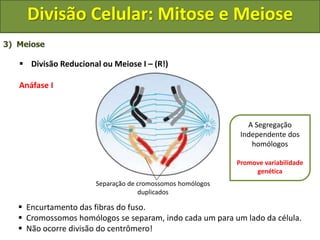 3) Meiose
 Divisão Reducional ou Meiose I – (R!)
Anáfase I
 Encurtamento das fibras do fuso.
 Cromossomos homólogos se separam, indo cada um para um lado da célula.
 Não ocorre divisão do centrômero!
Separação de cromossomos homólogos
duplicados
A Segregação
Independente dos
homólogos
Promove variabilidade
genética
Divisão Celular: Mitose e Meiose
 