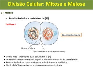 3) Meiose
 Divisão Reducional ou Meiose I – (R!)
Telófase I
 Célula mãe (2n) origina duas células filhas (n)
 Os cromossomos continuam duplos e não ocorre divisão do centrômero!
 Formação de duas novas cariotecas e de dois novos nucléolos.
 No final da Telófase I os cromossomos se desespiralizam
Divisão citoplasmática (citocinese)
Novos núcleos
Citocinese Centrípeta
Divisão Celular: Mitose e Meiose
 