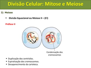 3) Meiose
 Divisão Equacional ou Meiose II – (E!)
Prófase II
 Duplicação dos centríolos.
 Espiralização dos cromossomos.
 Desaparecimento da carioteca.
Condensação dos
cromossomos
Divisão Celular: Mitose e Meiose
 