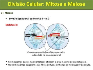 3) Meiose
 Divisão Equacional ou Meiose II – (E!)
Metáfase II
 Cromossomos duplos não homólogos atingem o grau máximo de espiralização.
 Os cromossomos associam-se as fibras do fuso, alinhando-se no equador da célula.
Cromossomos não homólogos pareados
lado a lado na placa equatorial
Divisão Celular: Mitose e Meiose
 