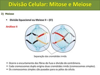 3) Meiose
 Divisão Equacional ou Meiose II – (E!)
Anáfase II
 Ocorre o encurtamento das fibras do fuso e divisão do centrômero.
 Cada cromossomos duplo origina duas cromátides irmãs (cromossomos simples).
 Os cromossomos simples são puxados para os pólos da célula.
Separação das cromátides irmãs
Divisão Celular: Mitose e Meiose
 