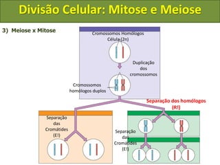 Cromossomos Homólogos
Célula (2n)
Duplicação
dos
cromossomos
Cromossomos
homólogos duplos
Separação dos homólogos
(R!)
Separação
das
Cromátides
(E!)
3) Meiose x Mitose
Separação
das
Cromátides
(E!)
Divisão Celular: Mitose e Meiose
 