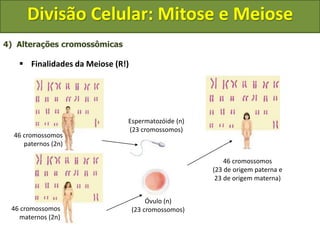4) Alterações cromossômicas
 Finalidades da Meiose (R!)
46 cromossomos
paternos (2n)
46 cromossomos
maternos (2n)
Espermatozóide (n)
(23 cromossomos)
Óvulo (n)
(23 cromossomos)
46 cromossomos
(23 de origem paterna e
23 de origem materna)
Divisão Celular: Mitose e Meiose
 