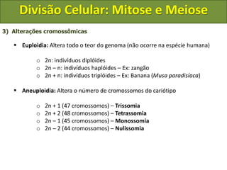 3) Alterações cromossômicas
 Euploidia: Altera todo o teor do genoma (não ocorre na espécie humana)
o 2n: indivíduos diplóides
o 2n – n: indivíduos haplóides – Ex: zangão
o 2n + n: indivíduos triplóides – Ex: Banana (Musa paradisíaca)
 Aneuploidia: Altera o número de cromossomos do cariótipo
o 2n + 1 (47 cromossomos) – Trissomia
o 2n + 2 (48 cromossomos) – Tetrassomia
o 2n – 1 (45 cromossomos) – Monossomia
o 2n – 2 (44 cromossomos) – Nulissomia
Divisão Celular: Mitose e Meiose
 