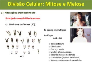 3) Alterações cromossômicas
Principais aneuploidias humanas
c) Síndrome de Turner (X0)
Só ocorre em mulheres
Cariótipo
44A + X0
o Baixa estatura
o Obesidade
o Pescoço alado
o Muitos pêlos no corpo
o Retardo mental moderado
o Esterilidade (ovários atrofiados)
o Sem cromatina sexual nas células
Divisão Celular: Mitose e Meiose
 