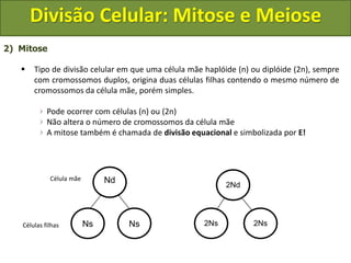 2) Mitose
 Tipo de divisão celular em que uma célula mãe haplóide (n) ou diplóide (2n), sempre
com cromossomos duplos, origina duas células filhas contendo o mesmo número de
cromossomos da célula mãe, porém simples.
Pode ocorrer com células (n) ou (2n)
Não altera o número de cromossomos da célula mãe
A mitose também é chamada de divisão equacional e simbolizada por E!
Nd
Ns Ns
2Nd
2Ns 2Ns
Célula mãe
Células filhas
Divisão Celular: Mitose e Meiose
 