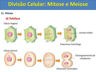 2) Mitose
d) Telófase
Célula Animal
Célula Vegetal
Citocinese Centrífuga
Citocinese Centrípeta
Lamela média
Estrangulamento do
citoplasma
Divisão Celular: Mitose e Meiose
 