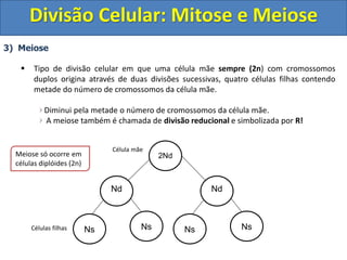 3) Meiose
 Tipo de divisão celular em que uma célula mãe sempre (2n) com cromossomos
duplos origina através de duas divisões sucessivas, quatro células filhas contendo
metade do número de cromossomos da célula mãe.
Diminui pela metade o número de cromossomos da célula mãe.
A meiose também é chamada de divisão reducional e simbolizada por R!
2Nd
Célula mãe
Células filhas Ns Ns
Nd
Ns Ns
Nd
Meiose só ocorre em
células diplóides (2n)
Divisão Celular: Mitose e Meiose
 
