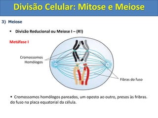 3) Meiose
 Divisão Reducional ou Meiose I – (R!)
Metáfase I
Cromossomos
Homólogos
Fibras do fuso
 Cromossomos homólogos pareados, um oposto ao outro, presos às fribras.
do fuso na placa equatorial da célula.
Divisão Celular: Mitose e Meiose
 