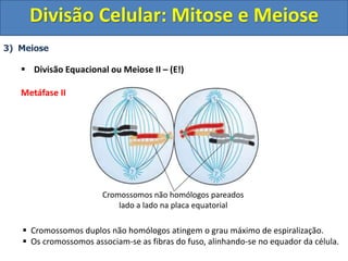 3) Meiose
 Divisão Equacional ou Meiose II – (E!)
Metáfase II
 Cromossomos duplos não homólogos atingem o grau máximo de espiralização.
 Os cromossomos associam-se as fibras do fuso, alinhando-se no equador da célula.
Cromossomos não homólogos pareados
lado a lado na placa equatorial
Divisão Celular: Mitose e Meiose
 