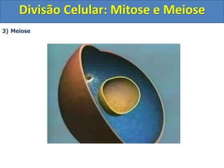 3) Meiose
Divisão Celular: Mitose e Meiose
 