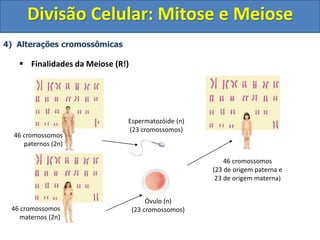 4) Alterações cromossômicas
 Finalidades da Meiose (R!)
46 cromossomos
paternos (2n)
46 cromossomos
maternos (2n)
Espermatozóide (n)
(23 cromossomos)
Óvulo (n)
(23 cromossomos)
46 cromossomos
(23 de origem paterna e
23 de origem materna)
Divisão Celular: Mitose e Meiose
 