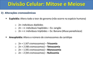 3) Alterações cromossômicas
 Euploidia: Altera todo o teor do genoma (não ocorre na espécie humana)
o 2n: indivíduos diplóides
o 2n – n: indivíduos haplóides – Ex: zangão
o 2n + n: indivíduos triplóides – Ex: Banana (Musa paradisíaca)
 Aneuploidia: Altera o número de cromossomos do cariótipo
o 2n + 1 (47 cromossomos) – Trissomia
o 2n + 2 (48 cromossomos) – Tetrassomia
o 2n – 1 (45 cromossomos) – Monossomia
o 2n – 2 (44 cromossomos) – Nulissomia
Divisão Celular: Mitose e Meiose
 