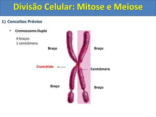 1) Conceitos Prévios
• Cromossomo Duplo
Centrômero
Braço
Braço
Cromátide
Braço
Braço
4 braços
1 centrômero
Divisão Celular: Mitose e Meiose
 